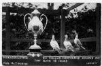 spc00490: Championship Pigeons, Heeley, Sheffield
