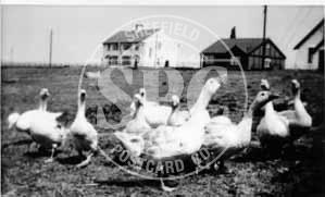 spc00430: Flock of Geese, Rhosneigr